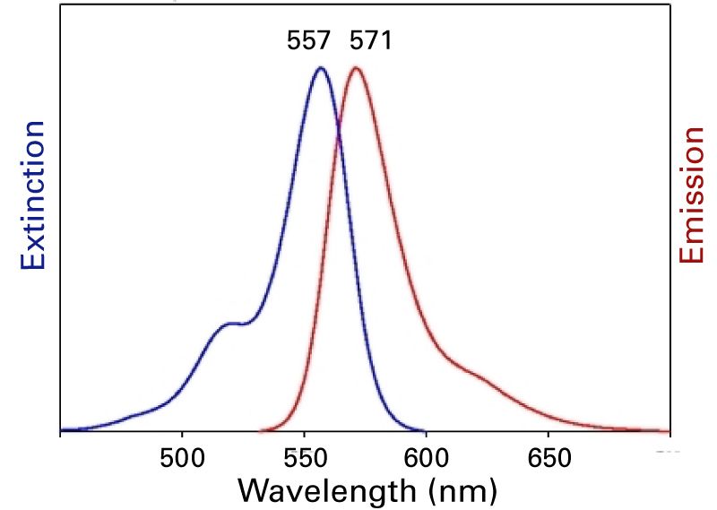 Fluorescence spektrum of METAFECTENE® FluoR  