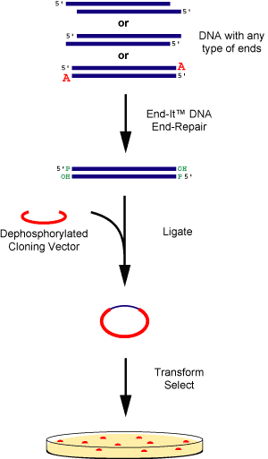 Figure 1. DNA fragments containing any type of ends are rapidly and efficiently converted to 5'-phosphorylated, blunt-ended DNA using the End-It DNA End-Repair Kit.