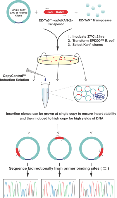 Figure 1. The process for generating EZ-Tn5 oriV/KAN-2 Transposon insertion clones for high yields of DNA and bidirectional sequencing.