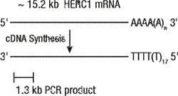 mmlv 1a