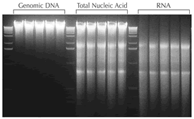 Figure 3 Consistent purification of DNA, total nucleic acid, and RNA