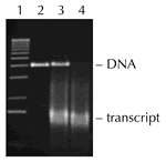 RNase free DNASE_1