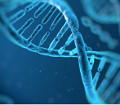 DNA (human genomic)