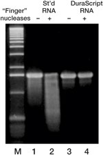 Figure 3. DuraScribe RNA completely resistant to finger nucleases.