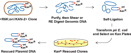 Figure 1. The process for rescue cloning of transposon insertion sites in genomic DNA using the EZ-Tn5 R6K?ori/KAN-2Tnp Transposome and TransforMax EC100D pir  or TransforMax EC100D pir-116 Electrocompetent E. coli.