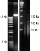 Figure 1. Electrophoretic Analysis of DNA Purified Using the MasterPure™ Gram Positive DNA Purification Kit. A. DNA from Bacillus subtilis (ATCC 6051) was separated on a 1% agarose gel and stained with SYBR® Gold.Lane 1, kilobase ladder. Lane 2, 300 ng of B. subtilis DNA.B. Pulsed field gel electrophoresis of Bacillus subtilis (ATCC 6051) DNA. Lane 1, Phage lambda ladder. Lane 2, 300 ng of DNA. Lane 3, 600ng of DNA.