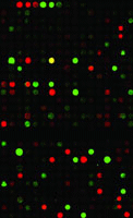 Labelled cDNA from MasterPure RNA