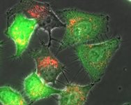 Metafectene® FluoR product image