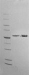 NxGen T4 DNA Ligase, 30 U/µL product image