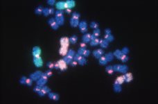 Star*FISH&copy; Human Chromosome-Specific Centromeric Probes ~ Biotin Labelled <br />Ready-to-Use Format product image
