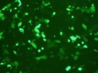 22Rv1 Cell Avalanche™ Transfection Reagent (human prostate carcinoma cell) product image