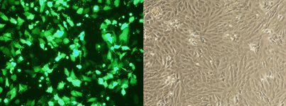4T1 Cell Avalanche™ Transfection Reagent (mouse breast cancer cell) product image
