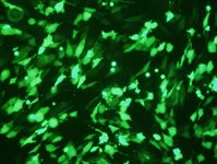 BJ Cell Avalanche™ Transfection Reagent product image