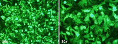 BT-549 Cell Avalanche® Transfection Reagent (human breast carcinoma cell) product image