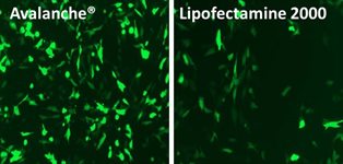 C2C12 Cell Avalanche® Transfection Reagent product image