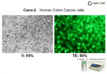 Caco-2 Cell Avalanche™ Transfection Reagent (human colon adenocarcinoma cell) product image