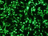 Caki-1 Cell Avalanche™ Transfection Reagent (human kidney carcinoma cell) product image