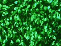 COS-7 Cell Avalanche™ Transfection Reagent product image
