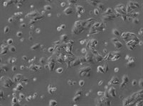 DLD-1 Cell Avalanche™ Transfection Reagent (human colon adenocarcinoma cell) product image