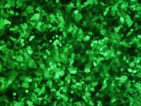 Hep 3B Cell Avalanche™ Transfection Reagent (human hepatocellular carcinoma cell) product image