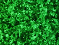 HepG2/C3A Cell Avalanche™ Transfection Reagent (human hepatocellular carcinoma cell) product image