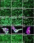 Human Bladder Epithelial Cell (HBlEpC) Avalanche™ Transfection Reagent product image