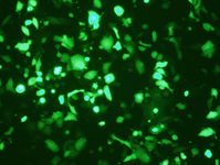 IGROV1 Cell Avalanche® Transfection Reagent (human ovary carcinoma cell) product image