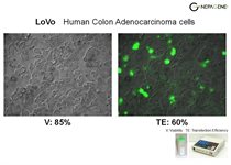LoVo Cell Avalanche™ Transfection Reagent (human colon adenocarcinoma cell) product image