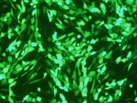 MRC-5 Cell Avalanche™ Transfection Reagent product image