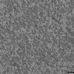 NCI-H226 Cell Avalanche® Transfection Reagent (human lung carcinoma cell) product image