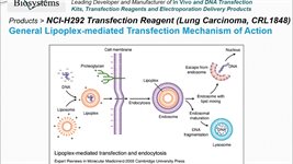 NCI-H292 Cell Avalanche™ Transfection Reagent (human lung carcinoma cell) product image