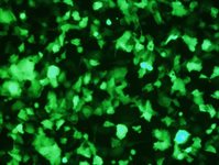 SF295 Cell Avalanche® Transfection Reagent (human glioblastoma cell) product image