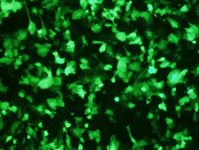SF539 Cell Avalanche® Transfection Reagent (human gliosarcoma cell) product image