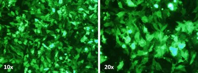 SK-BR-3 Cell Avalanche™ Transfection Reagent (human breast carcinoma cell) product image