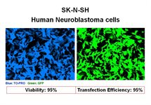 SK-N-SH Cell Avalanche™ Transfection Reagent (human neuroblastoma cell) product image