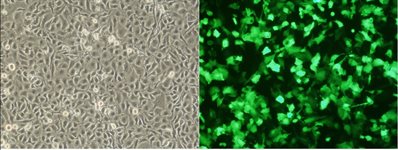 T98G Cell Avalanche™ Transfection Reagent (human glioblastoma cell product image