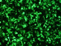 U-2 OS cell Avalanche™ Transfection Reagent (human osteosarcoma cell) 	 product image
