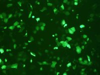 VCaP Cell Avalanche™ Transfection Reagent (human prostate carcinoma cell) product image