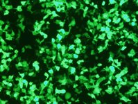 Vero Cell Avalanche™ Transfection Reagent product image