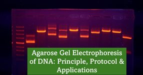 Agarose for DNA Gel Electrophoresis product image