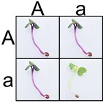 miniPCR™ Plant Genetics Lab - Taking Mendel Molecular product image