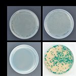 True Blue™ Transformation Lab - Genetically Engineering Bacteria  product image