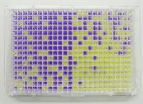 Ames – Liquid S. typhimurium Strains product image